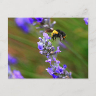 Biene in Lavender Postkarte
