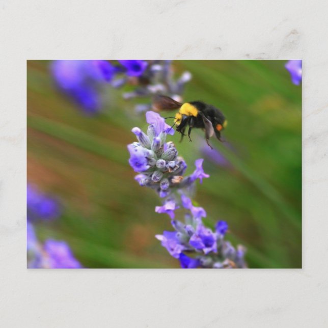 Biene in Lavender Postkarte (Vorderseite)
