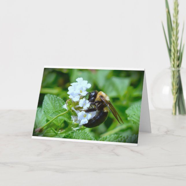 Biene, Karte (Vorderseite)