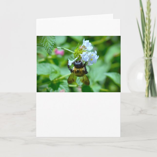 Biene, Karte (Vorderseite)