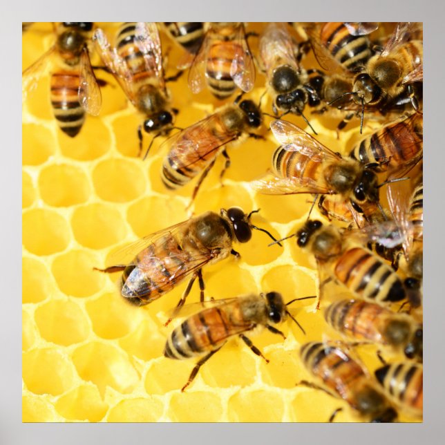 Biene Poster (Vorne)