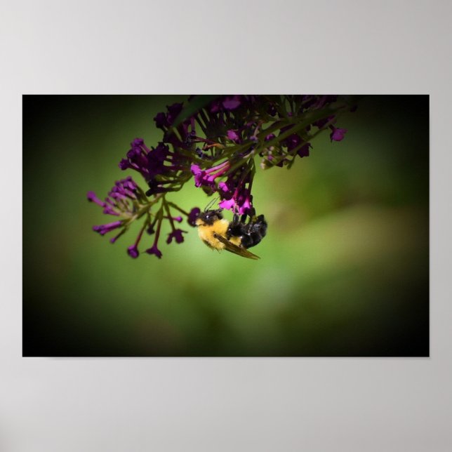 Biene Poster (Vorne)