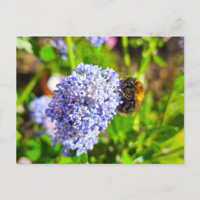 Biene Postkarte (Vorderseite)