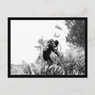 Biene Postkarte