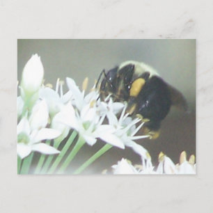 Biene Postkarte