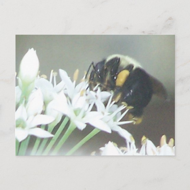 Biene Postkarte (Vorderseite)