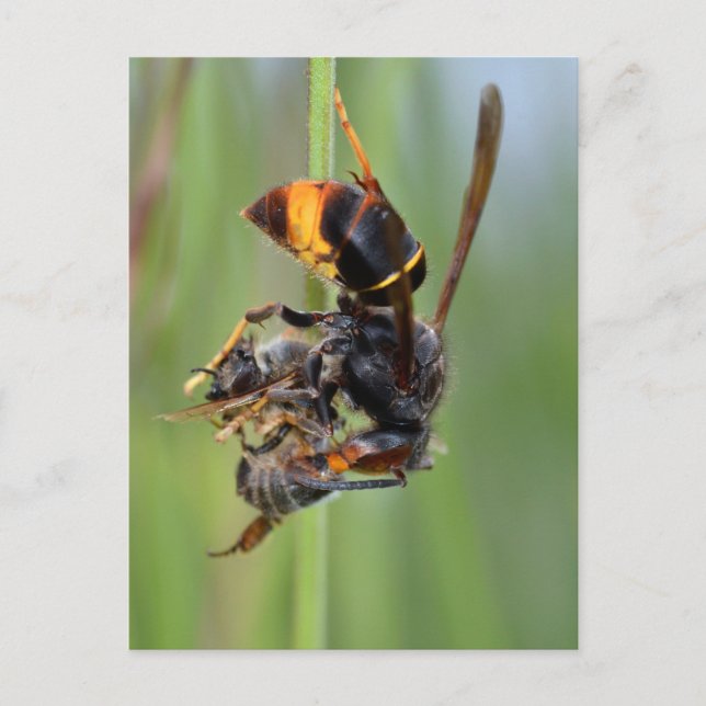 Biene Postkarte (Vorderseite)