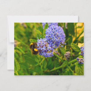 Biene Postkarte