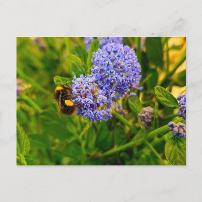 Biene Postkarte (Vorderseite)