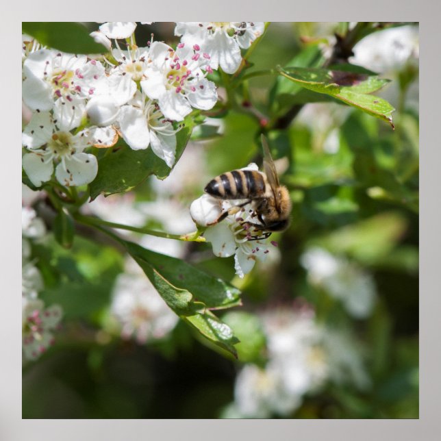 Biene sammelt Pollen Poster (Vorne)