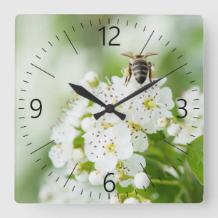 Biene sitzt auf einer Frühlingssonne-Blume Quadratische Wanduhr