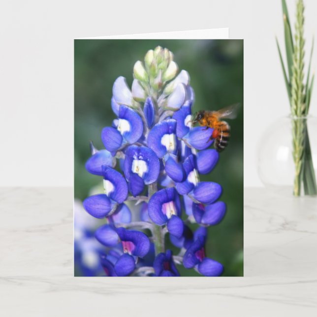 Biene u. Bluebonnet Karte (Vorderseite)