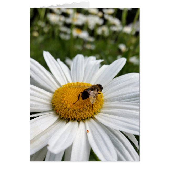 Biene und Biene (Vorne)