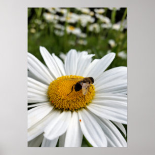 Biene und Biene Poster