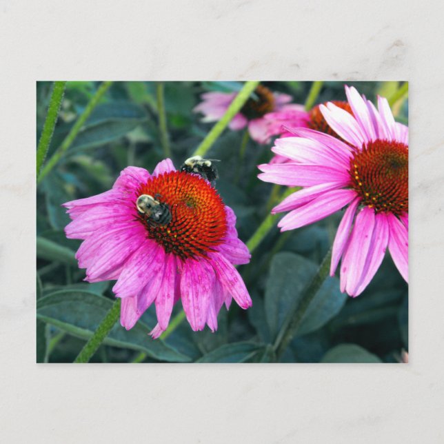 Biene und Blüte Postkarte (Vorderseite)
