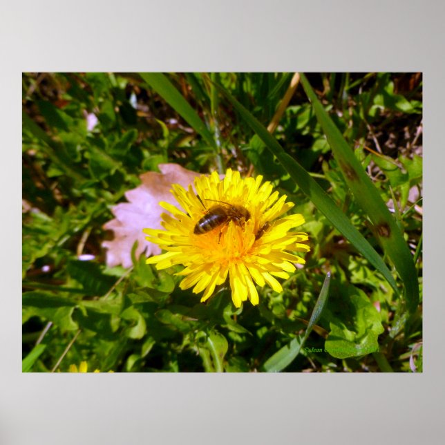 Biene und Kronen Poster (Vorne)