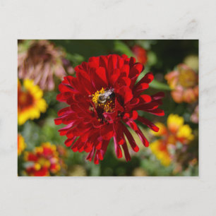 Biene und Rote Zinnia-Postkarte Postkarte