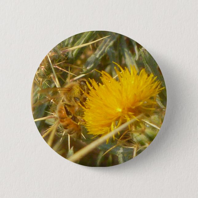 Biene und Star Thistle (Centaurea solstitialis) Button (Vorderseite)