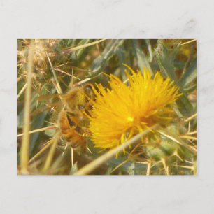 Biene und Star Thistle (Centaurea solstitialis) Postkarte