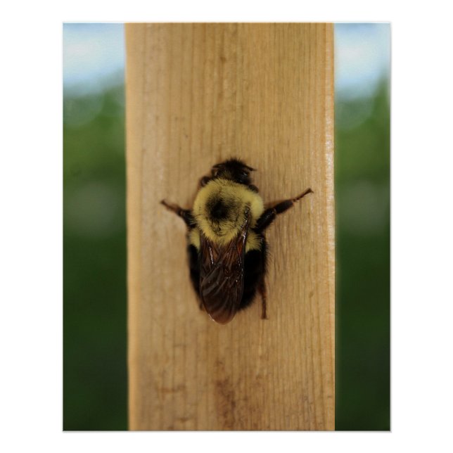 Biene-zilla Poster (Vorderseite)