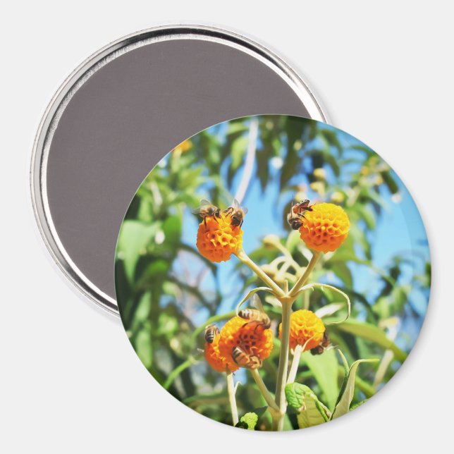 Bienen am Arbeitsplatz Magnet (Vorderseite/Rückseite)