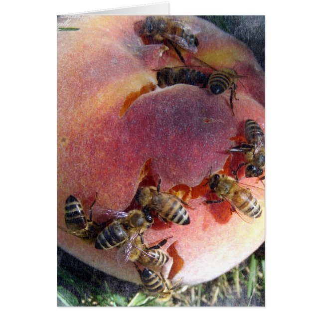 Bienen auf einem Pfirsich (Vorne)