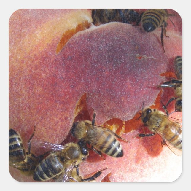 Bienen auf einem Pfirsich Quadratischer Aufkleber (Vorderseite)