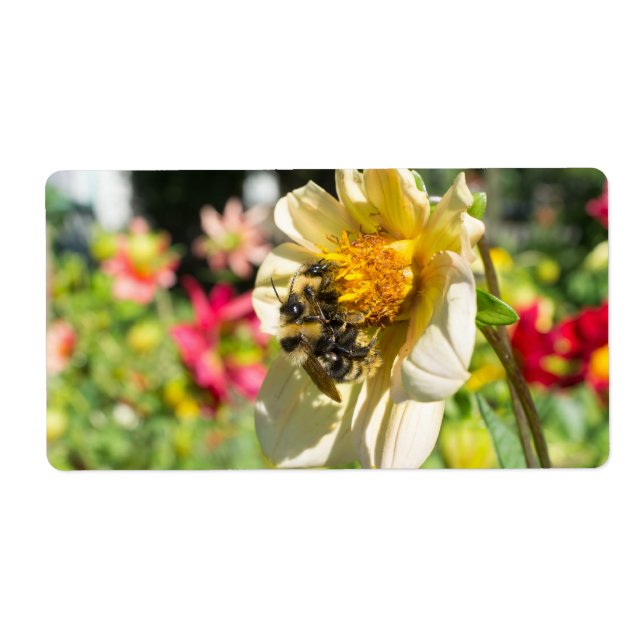 Bienen auf einer Blume (Vorne)