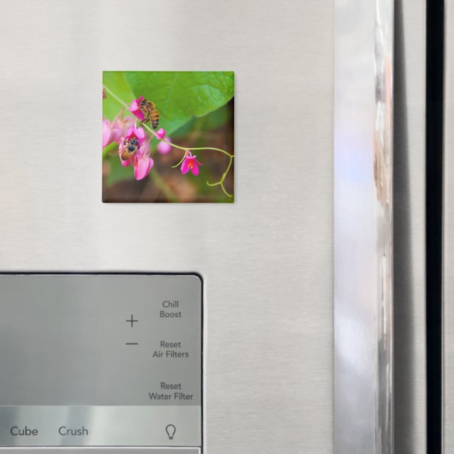 Bienen auf Korallenreben-Blume Magnet (In Situ (Kühlschrank))