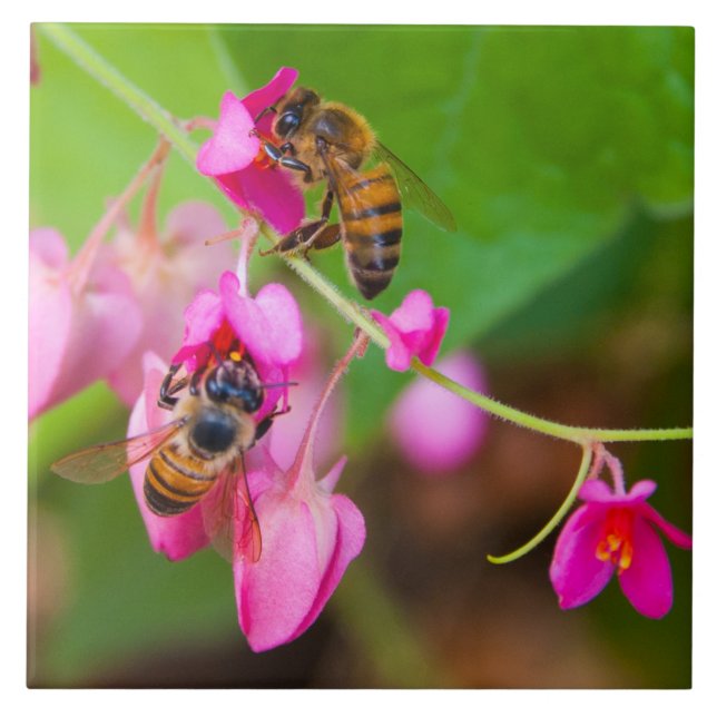 Bienen auf Korallenweinarten-Blume Fliese (Vorderseite)