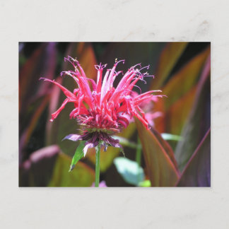 Bienen-Balsam Postkarte