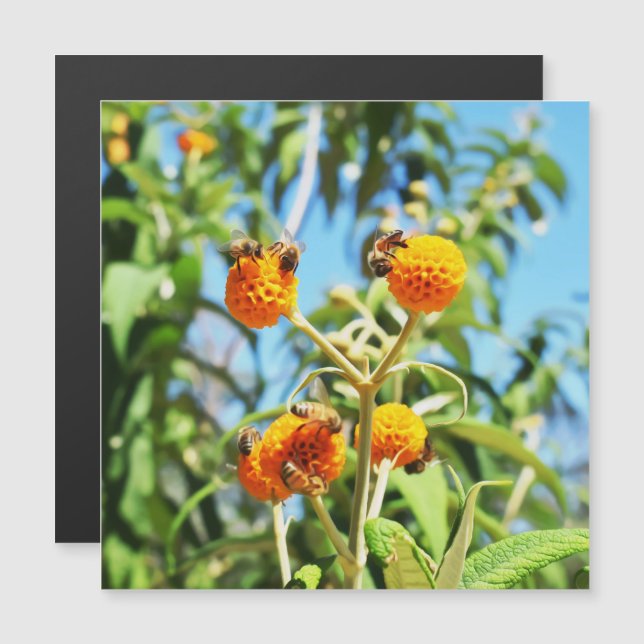 Bienen bei der Arbeit Magnetkarte (Vorne/Hinten)