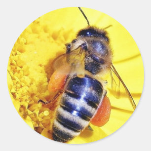 Bienen-Blumen-Blütenstaub Runder Aufkleber