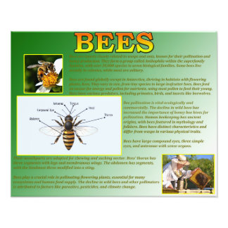 Bienen Fotodruck