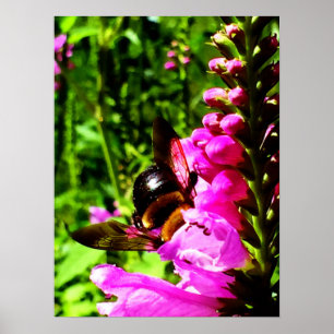 Bienen-Hintern Poster