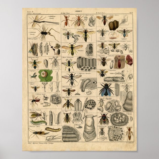 Bienen Honey Bees Wasps Nests Karte | Poster (Vorne)