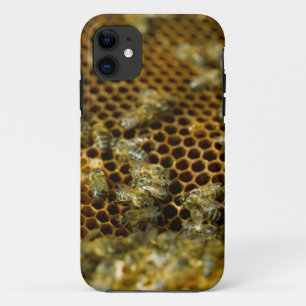 Bienen im Bienenstock, Western Cape, Südafrika iPhone 11 Hülle