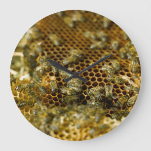 Bienen im Bienenstock, Western Cape, Südafrika Große Wanduhr