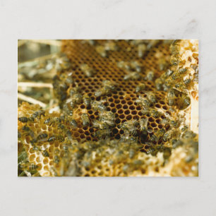Bienen im Bienenstock, Western Cape, Südafrika Postkarte