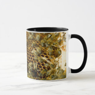 Bienen im Bienenstock, Western Cape, Südafrika Tasse