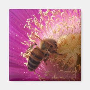 Bienen-Magneten Magnet