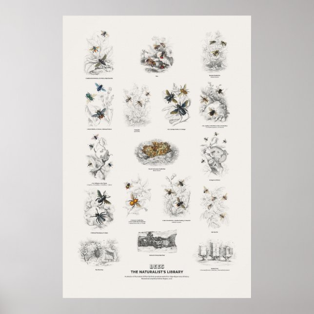 Bienen - Naturalist's Library Poster (Vorne)
