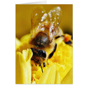 Bienen Polleninsekten Wings Macro Bugs