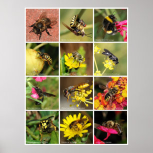 Bienen u. Wespen Poster