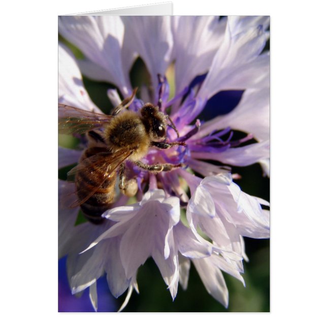 Bienen und Blaue Blume (Vorne)