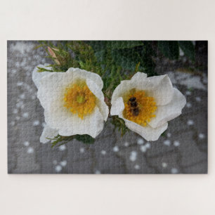 Bienen und Blume im Frühjahr