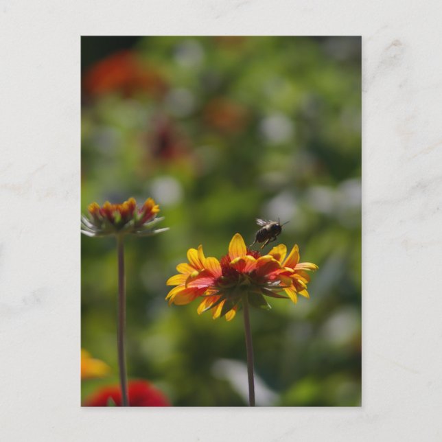 Bienen und Blume Postkarte (Vorderseite)