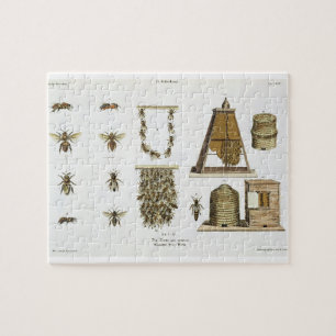 Bienen und Imkerei, "vom jungen Landsman", p
