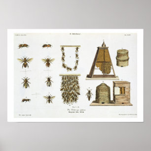 Bienen und Imkerei, "vom jungen Landsman", p Poster