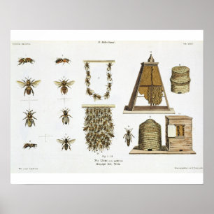 Bienen und Imkerei, "vom jungen Landsman", p Poster